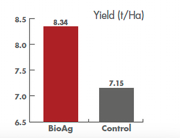 Agrifert Wheat Maximising Return dual purpose